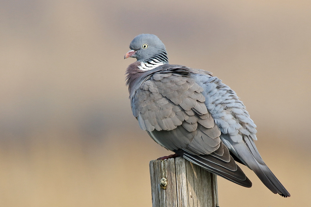 Ringeltaube (Columba palumbus)