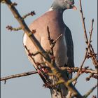 Ringeltaube - Columba palumbus