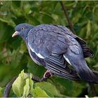 Ringeltaube ( Columba palumbus)