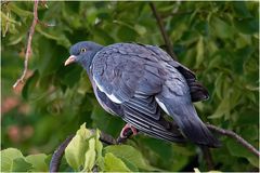 Ringeltaube ( Columba palumbus)