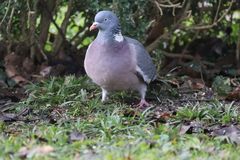 Ringeltaube (Columba palumbus) im heimischen Garten