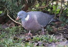 Ringeltaube (Columba palumbus) im heimischen Garten