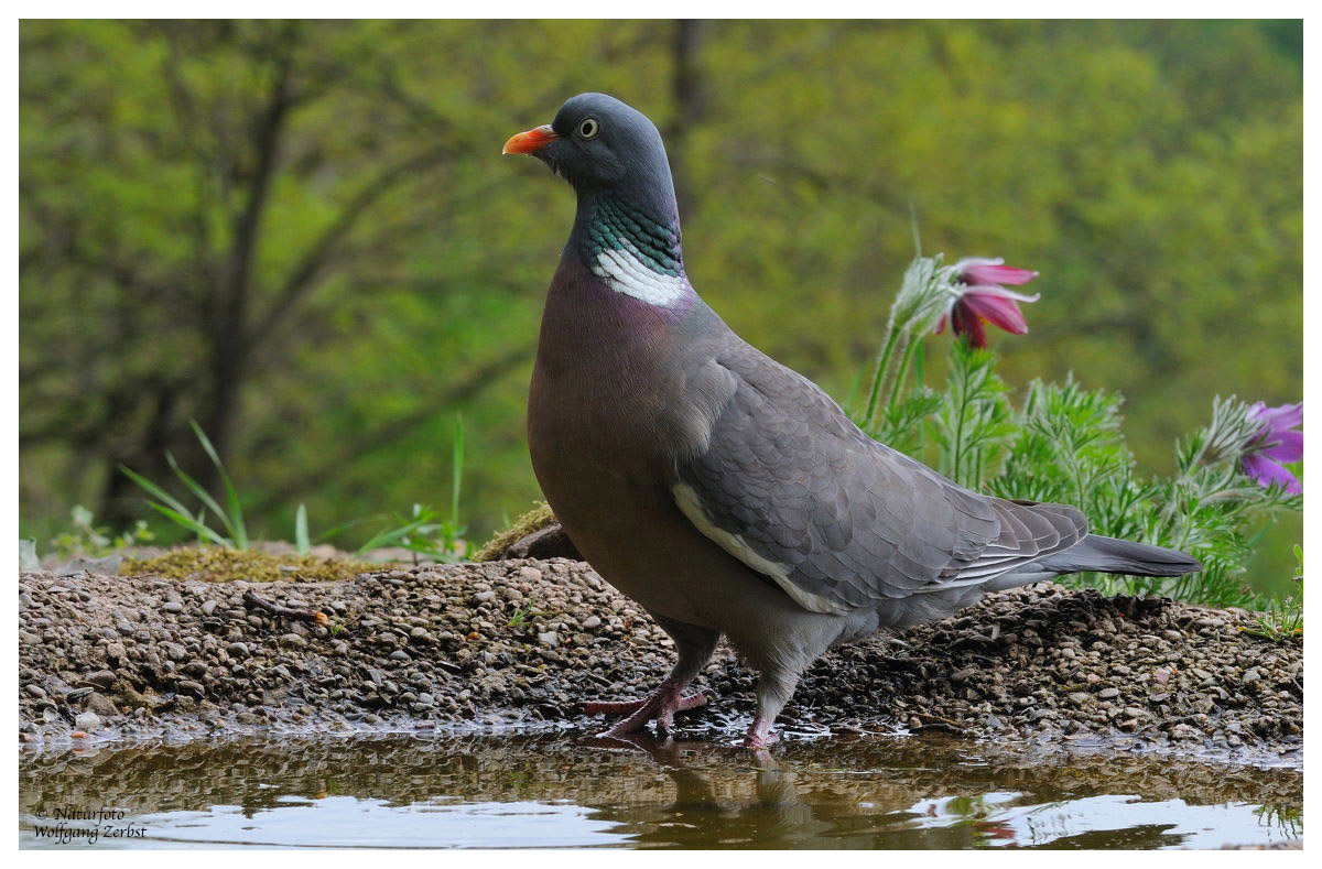 --- Ringeltaube holt sich nasse Füße --- ( Columa palubus )