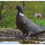 --- Ringeltaube holt sich nasse Füße --- ( Columa palubus )