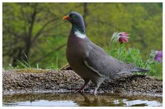 --- Ringeltaube holt sich nasse Füße --- ( Columa palubus )