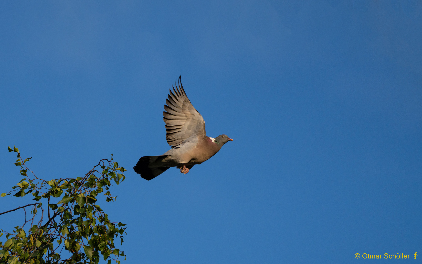 Ringeltaube im Flug