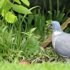 Ringeltaube im Garten