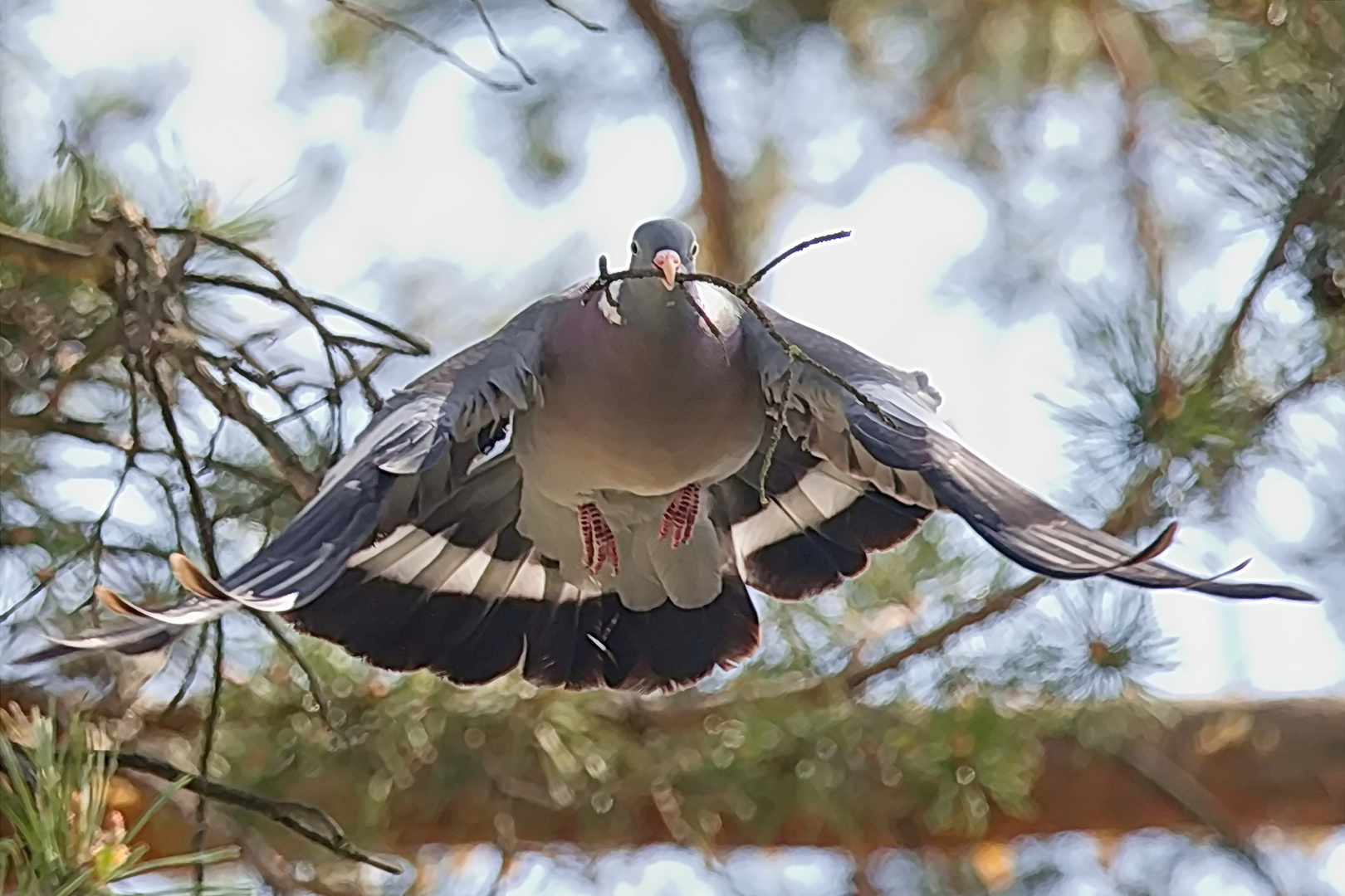 Ringeltaube im Landeanflug