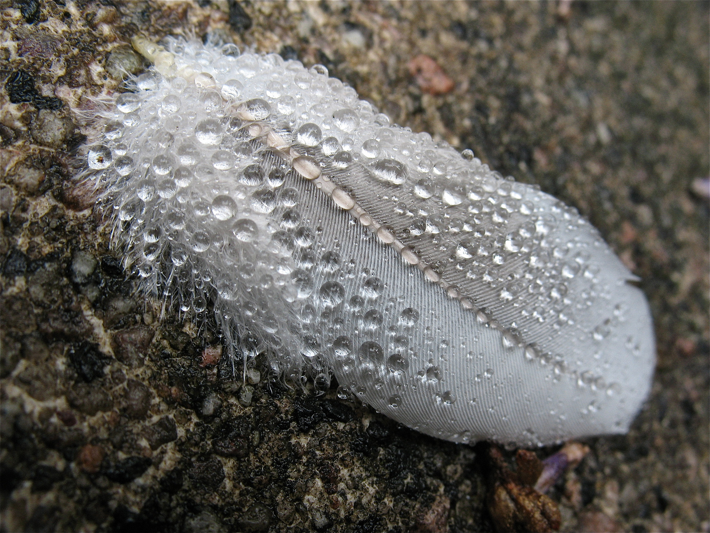 Ringeltaube im Regen