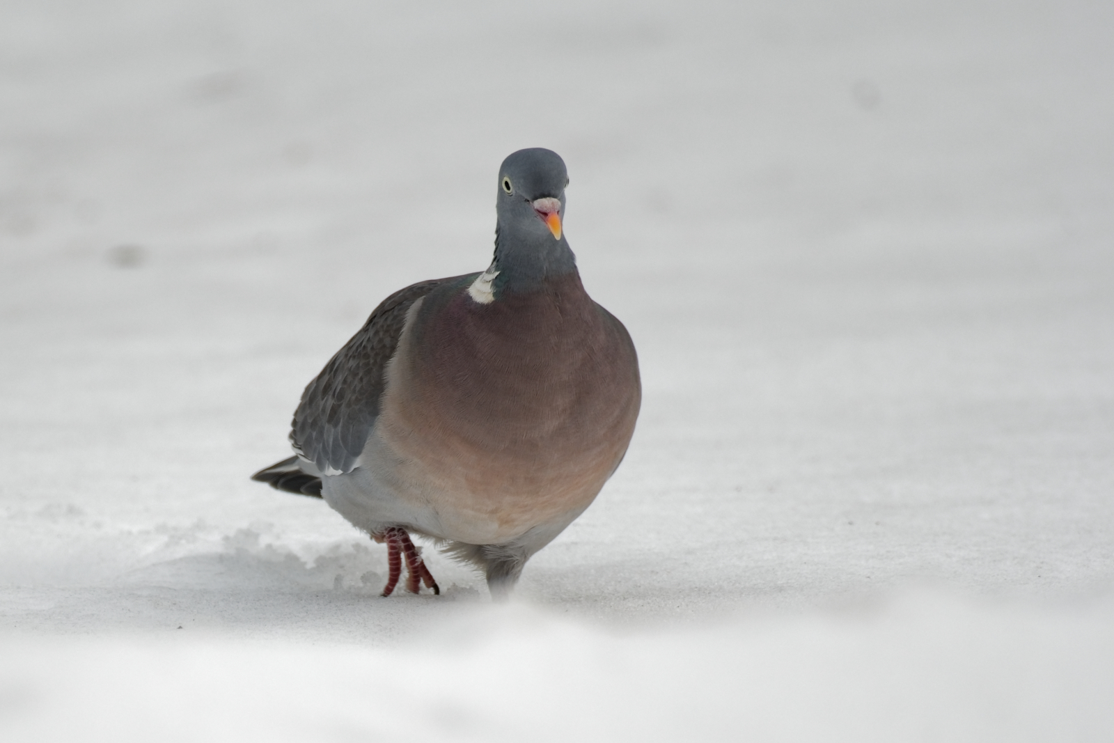 Ringeltaube im Tiefschnee