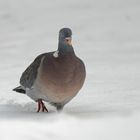 Ringeltaube im Tiefschnee