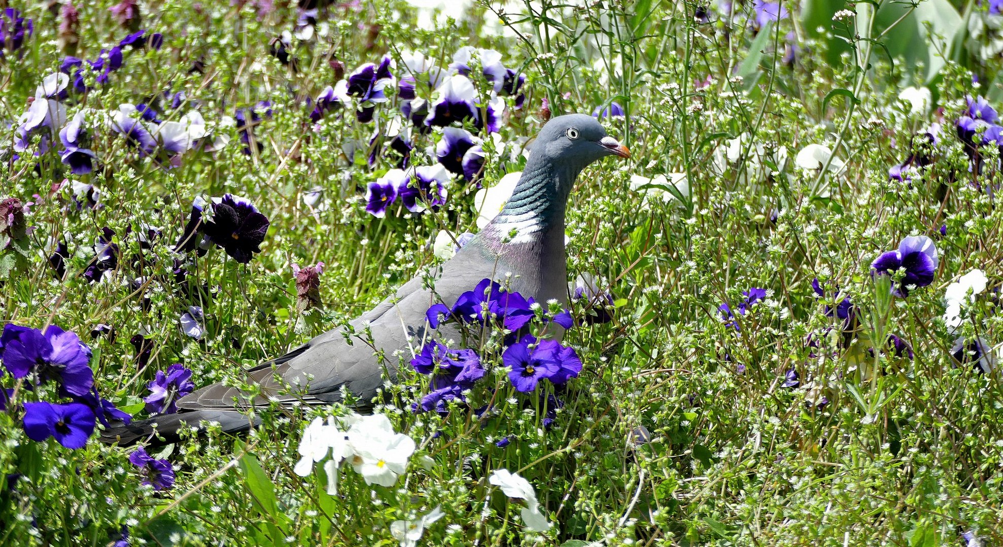 Ringeltaube -  in Blumenwiese