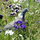 Ringeltaube -  in Blumenwiese