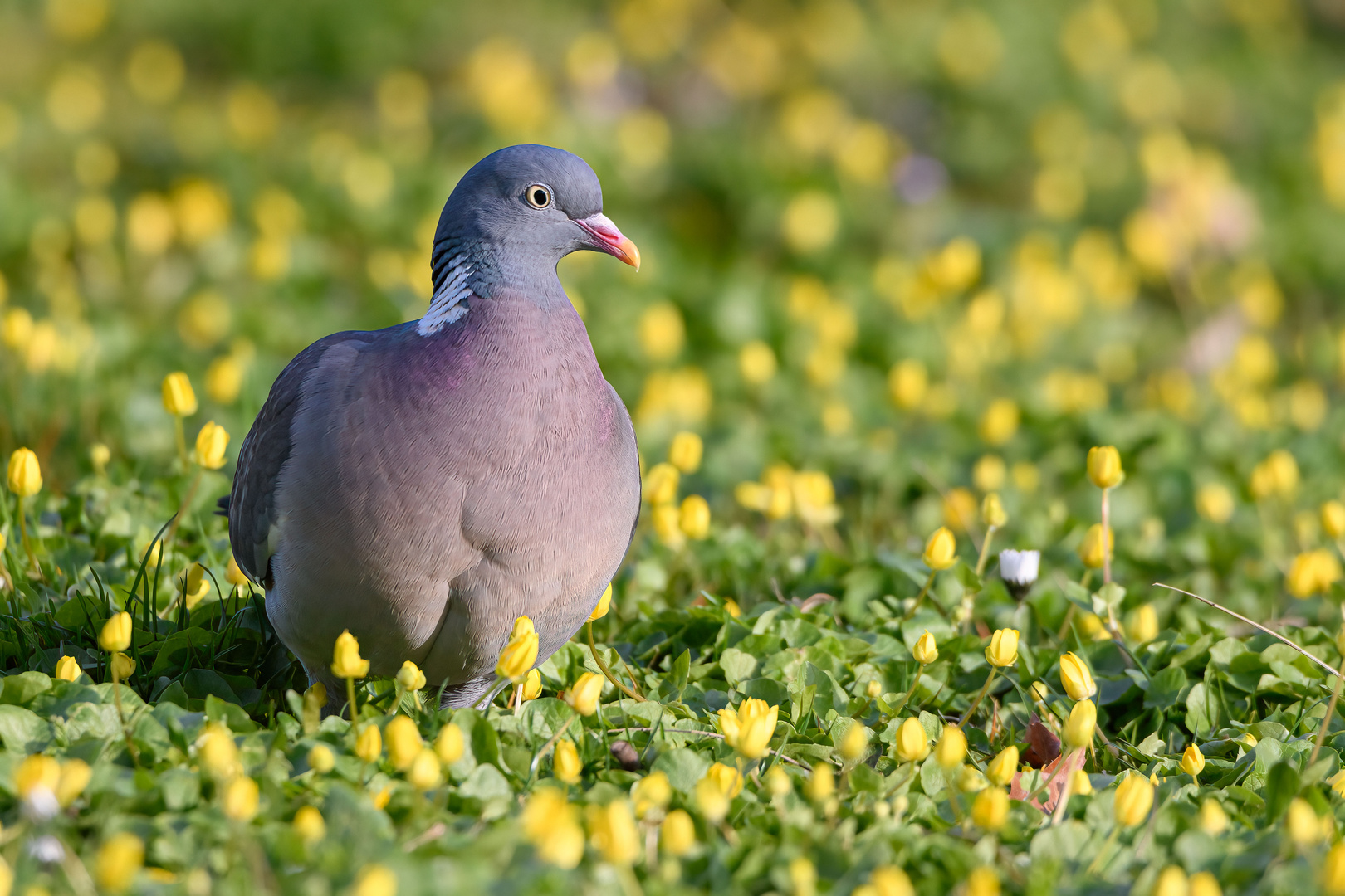 Ringeltaube in der gelben Blumenwiese