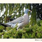 Ringeltaube in Nachbars Baum