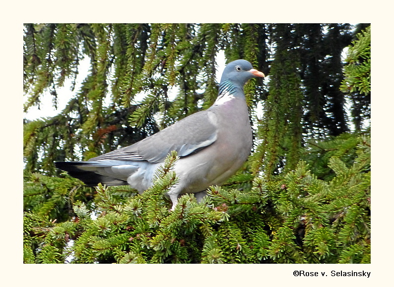 Ringeltaube in Nachbars Baum