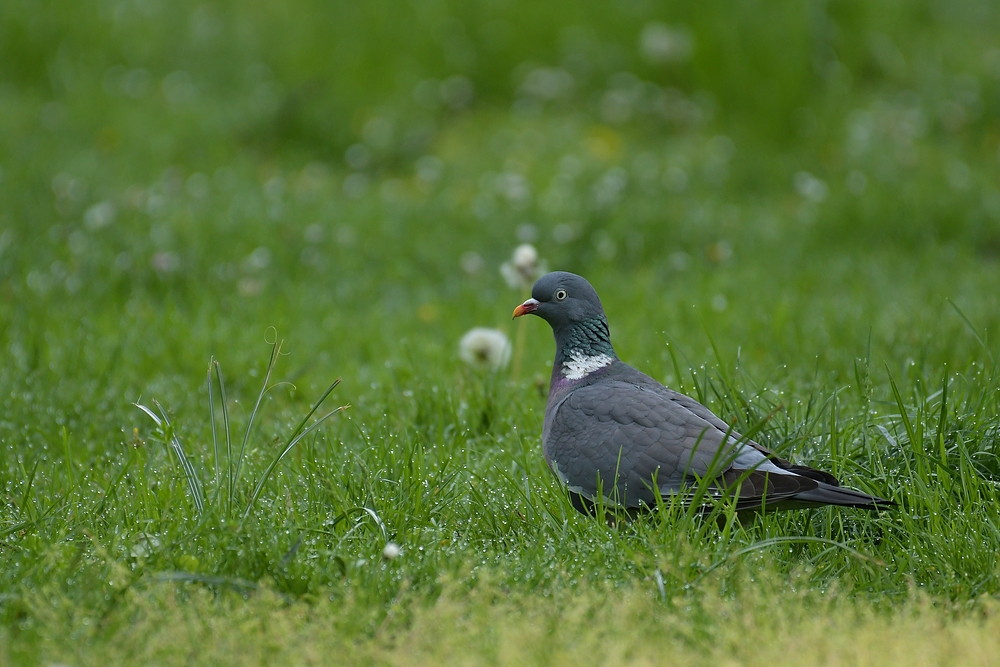 Ringeltaube in Pusteblumen