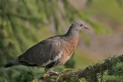 Ringeltaube - Jungvogel