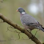 Ringeltaube mitten im Wald