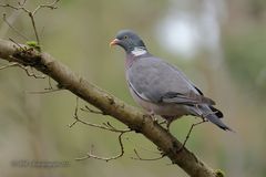 Ringeltaube mitten im Wald