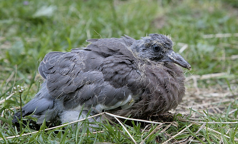 Ringeltaube: Sie finden Jahr für Jahr den Weg über den Tierschutz zu uns