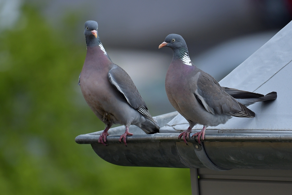 Ringeltauben: Anbandeln auf der Dachrinne