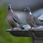 Ringeltauben: Anbandeln auf der Dachrinne