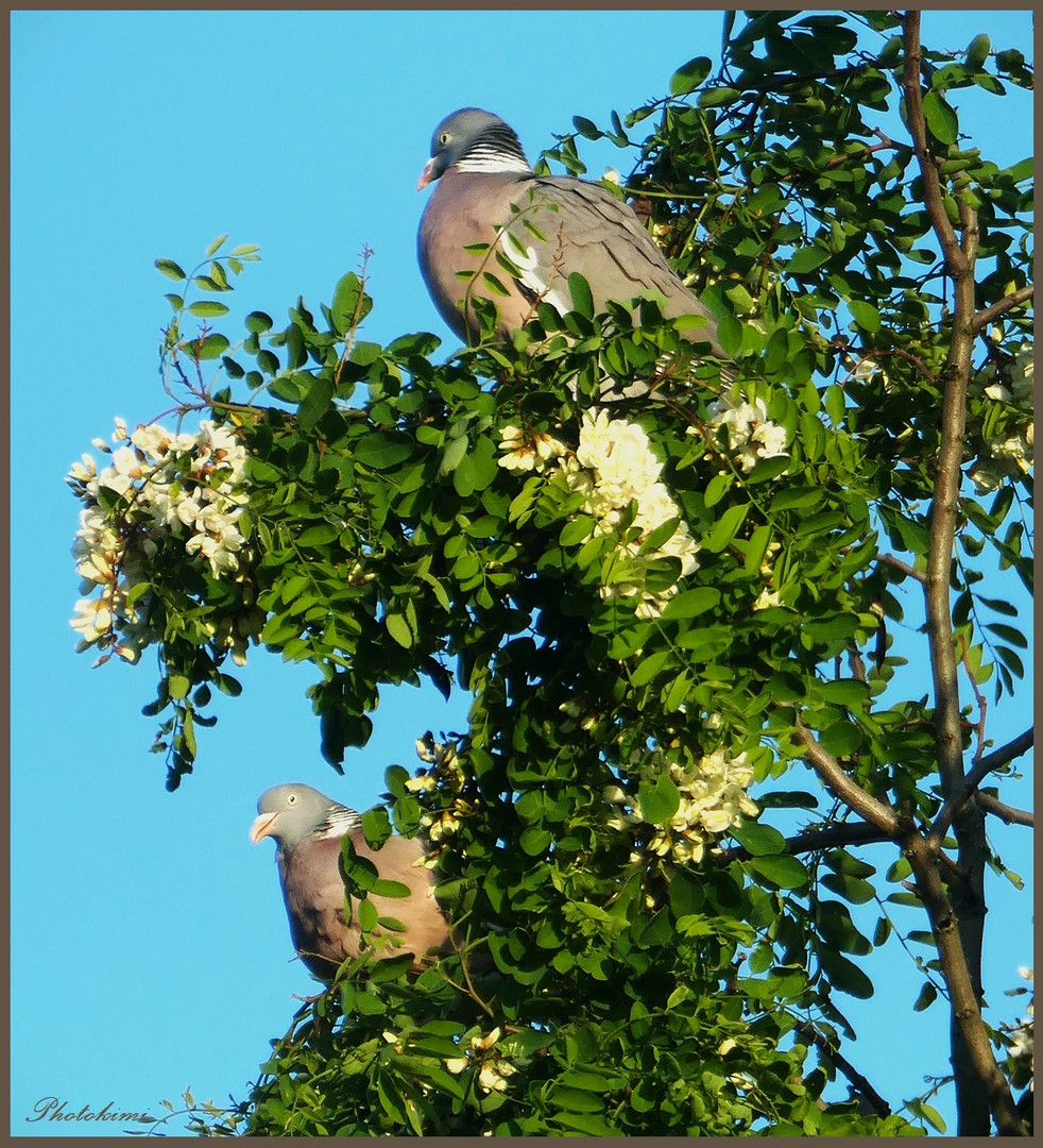 Ringeltauben bei den Robinienblüten