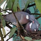 Ringeltauben (Columba palumbus)...