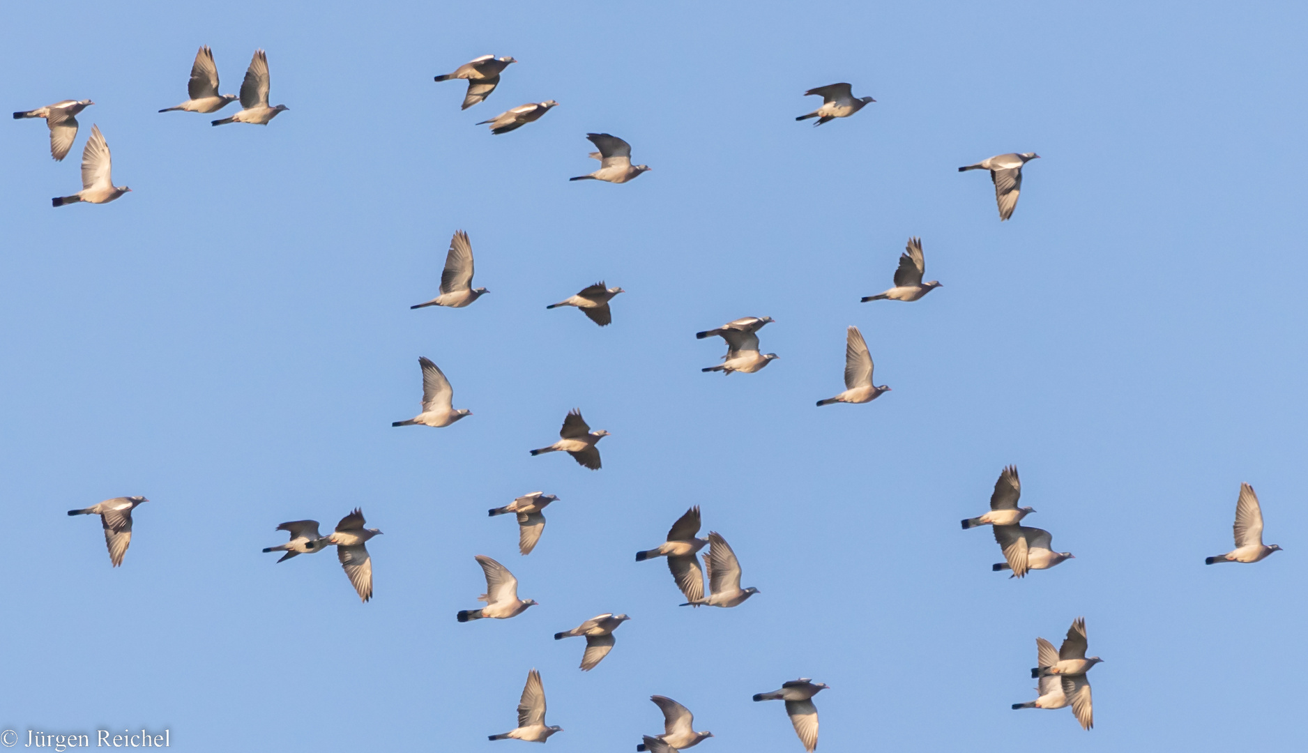 Ringeltauben ( Columba palumbus ) 