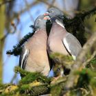 Ringeltauben  (Columba palumbus) 