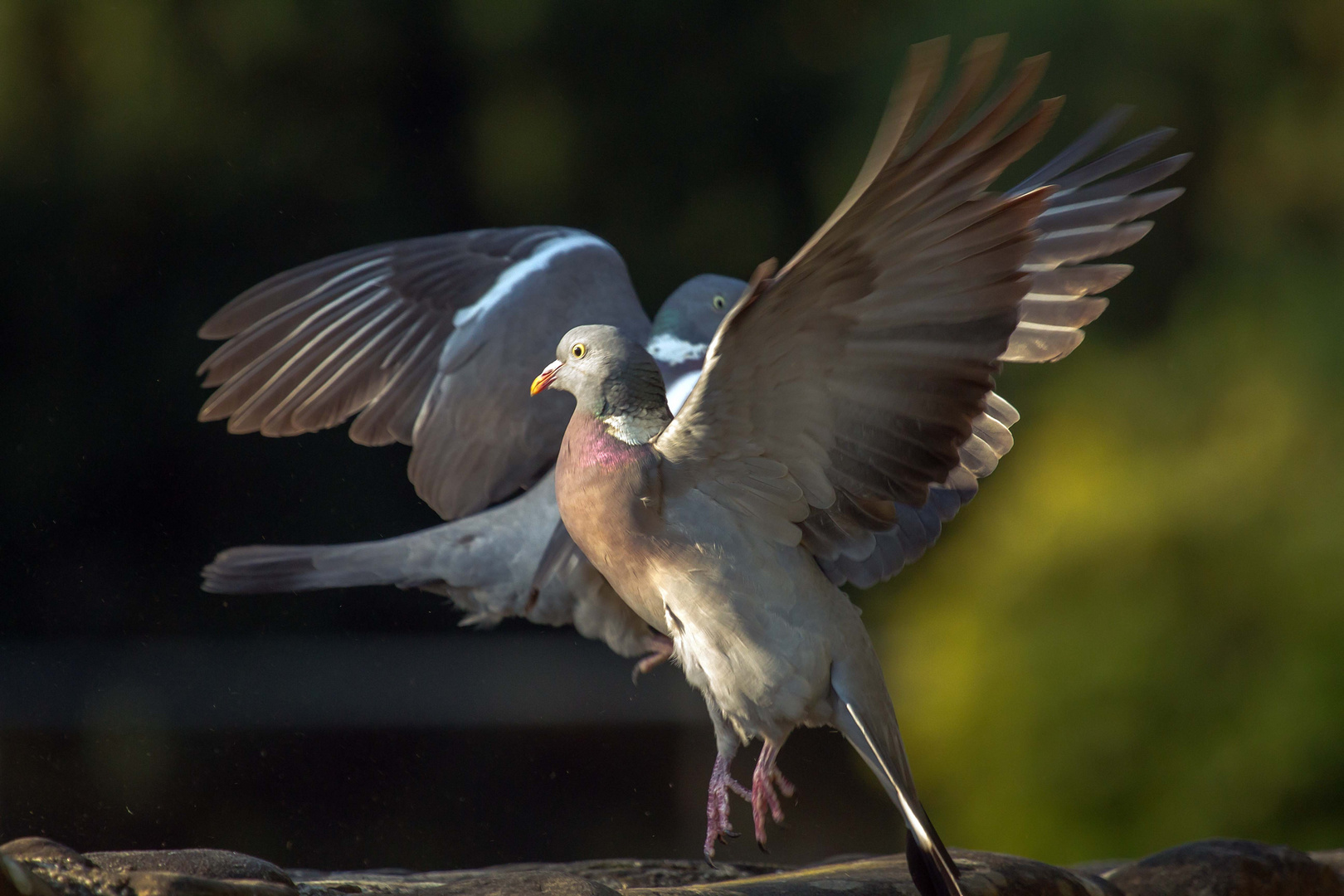 Ringeltauben (Columba palumbus) Bolero