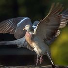 Ringeltauben (Columba palumbus) Bolero