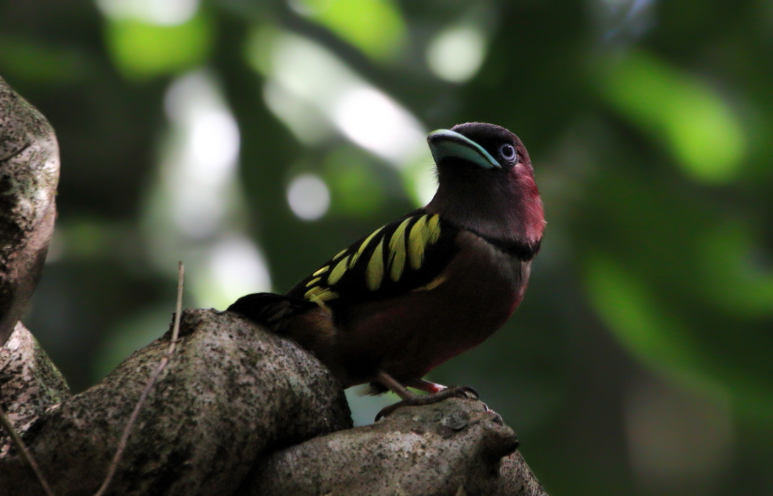 Ringelvogel - Eurylaimus javanicus