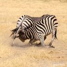 Ringen der Zebras