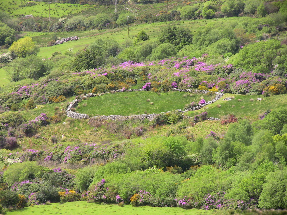 Ringfort at the Healy Pass