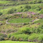 Ringfort at the Healy Pass