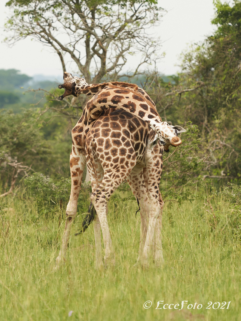 Ringkampf auf Giraffisch