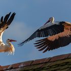 Ringkampf der Störche auf dem Dach