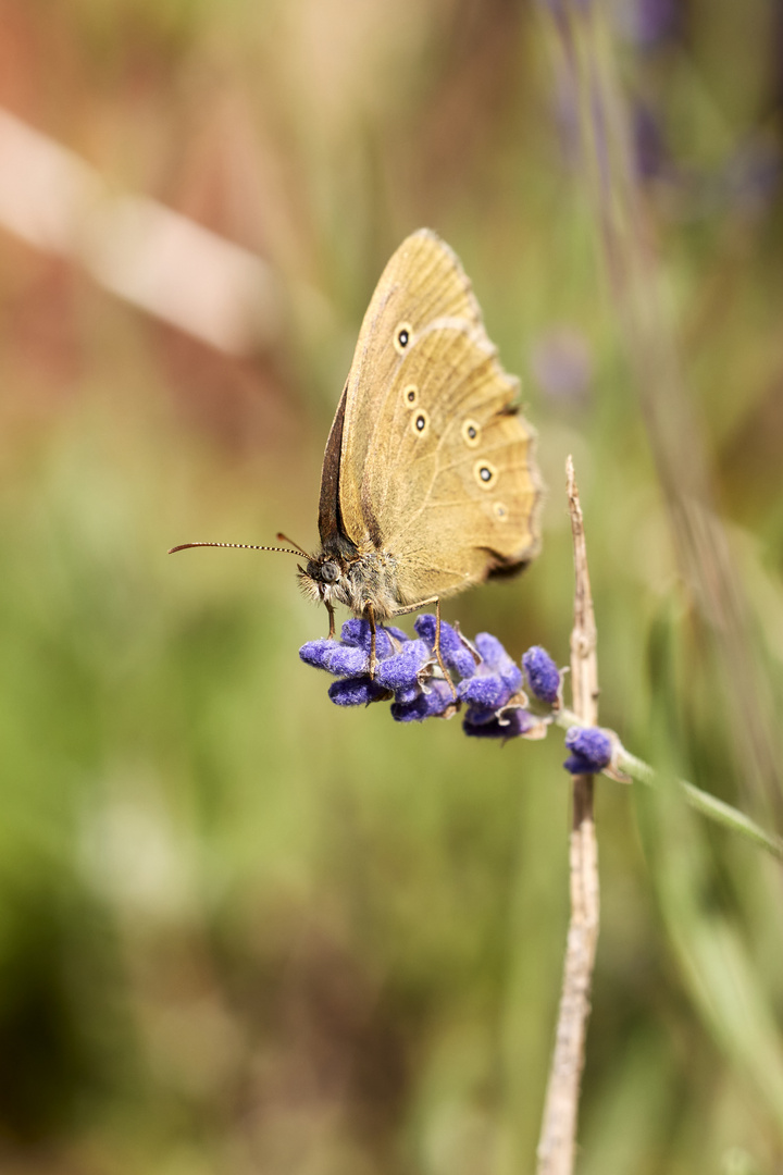 Ringlet