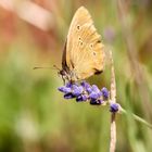 Ringlet