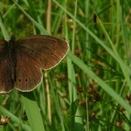 Ringlet