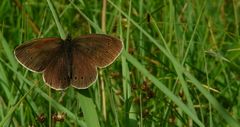 Ringlet