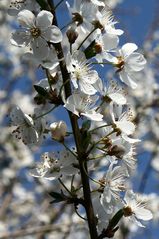 Ringlottenblüten