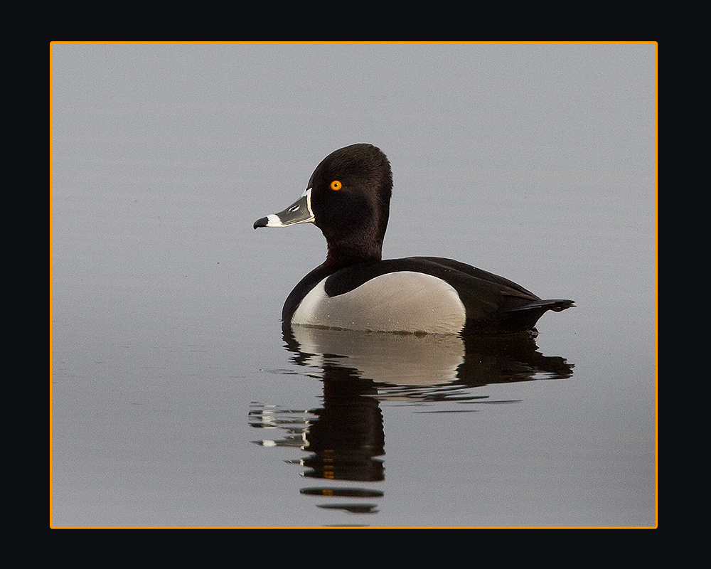 Ringneck Drake