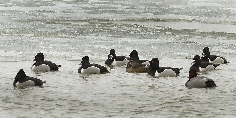 Ringnecks