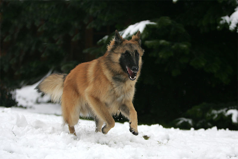 RINGOS ERSTER SCHNEE