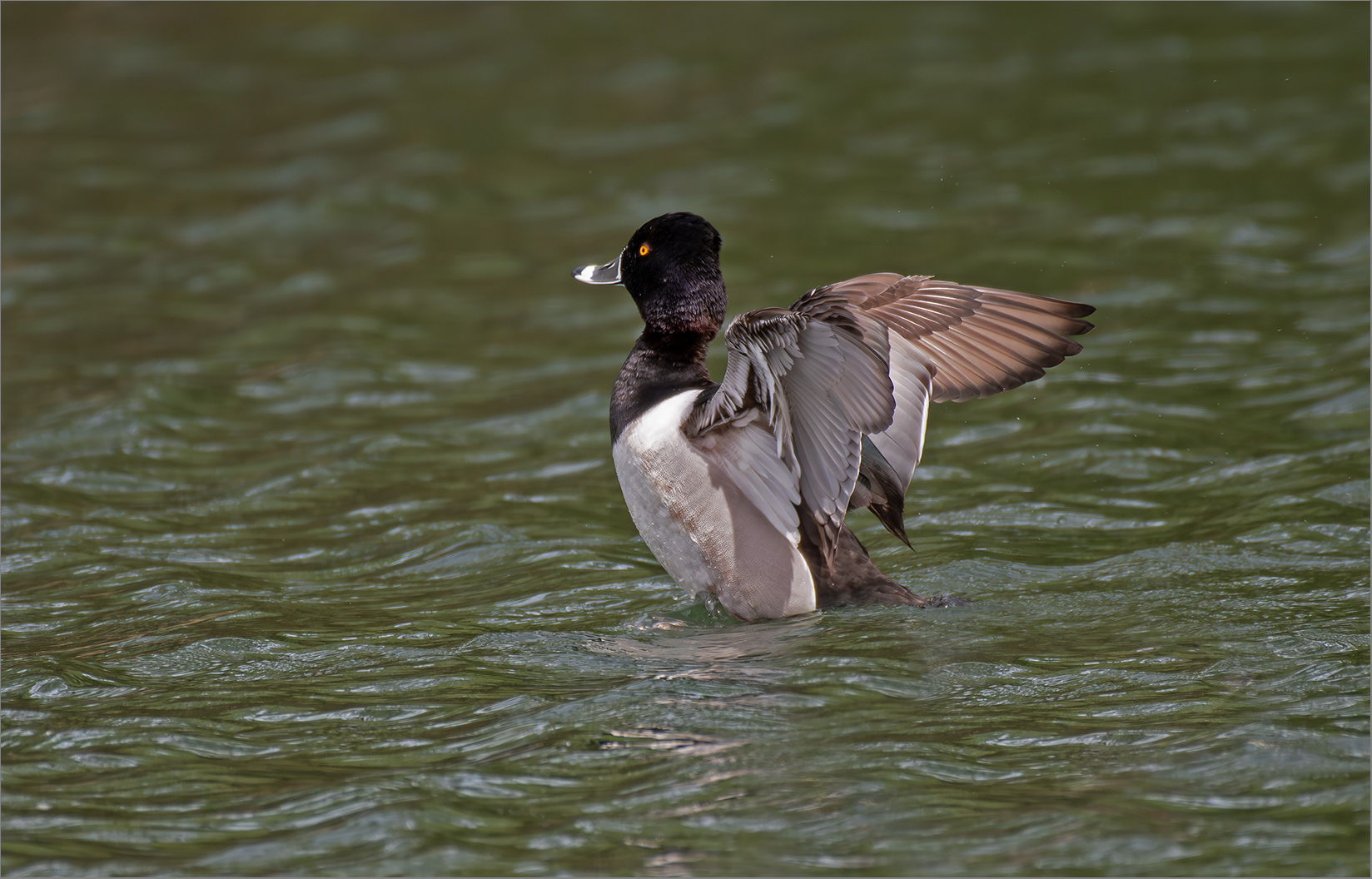 Ringschnabelente  -  Aythya collaris