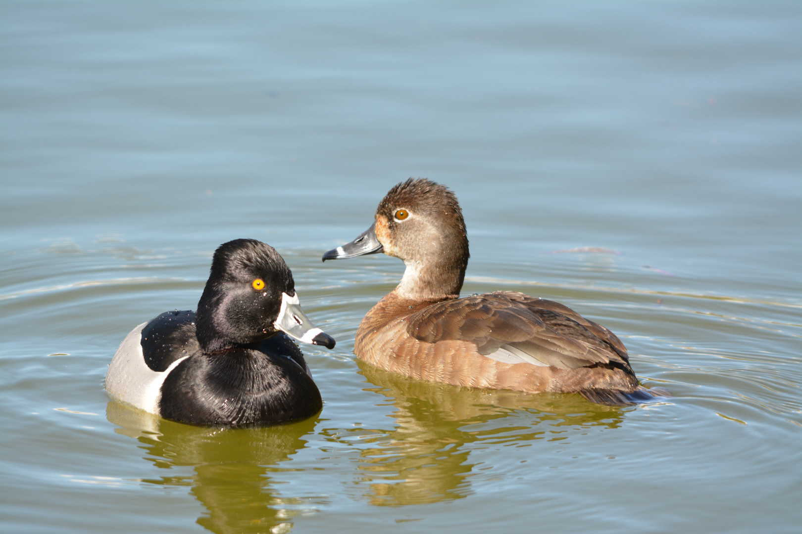 Ringschnabelente - Ring-necked Duck