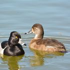 Ringschnabelente - Ring-necked Duck